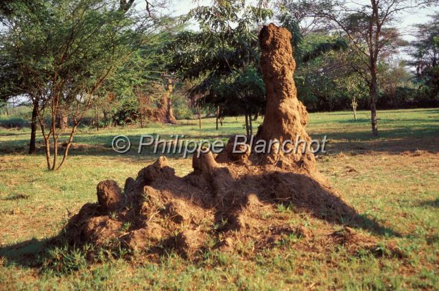 kenya 63.JPG - Termitièretermite moundMacrotermesParc national du lac BogoriaKenya